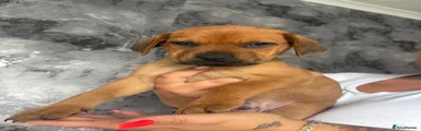 Mixed Breed 1