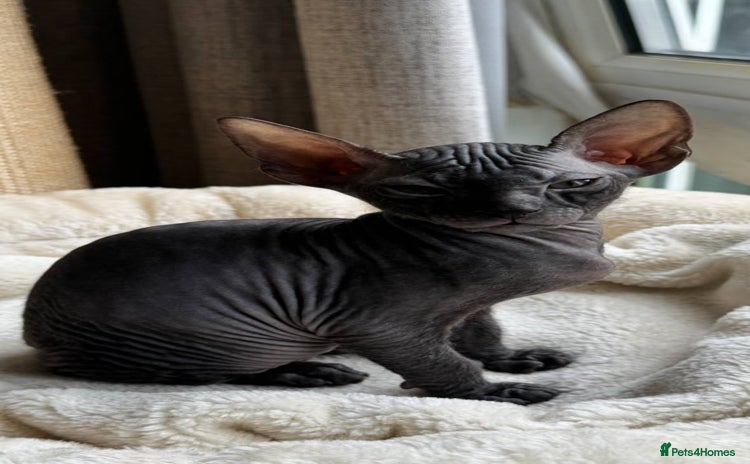 Sphynx cats - Advert 2