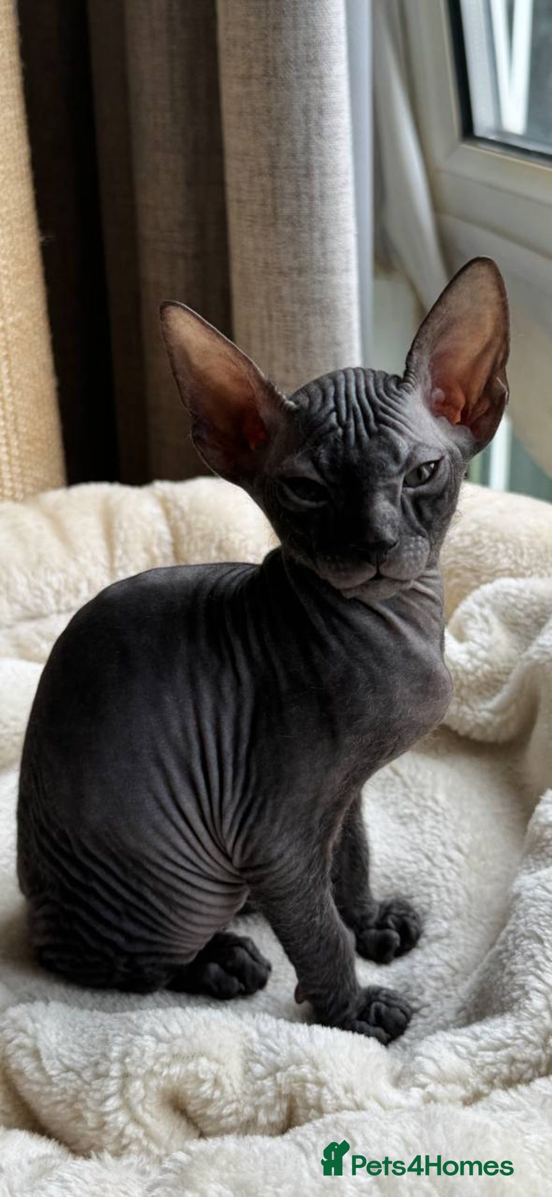 Sphynx cats for sale: Donskoy Sphynx Kittens - Image 1