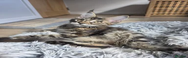 Maine Coon 8 - Female