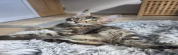 Maine Coon cats for sale: TICA Maine Coon Kittens | Russian Bloodlines - Advert 27