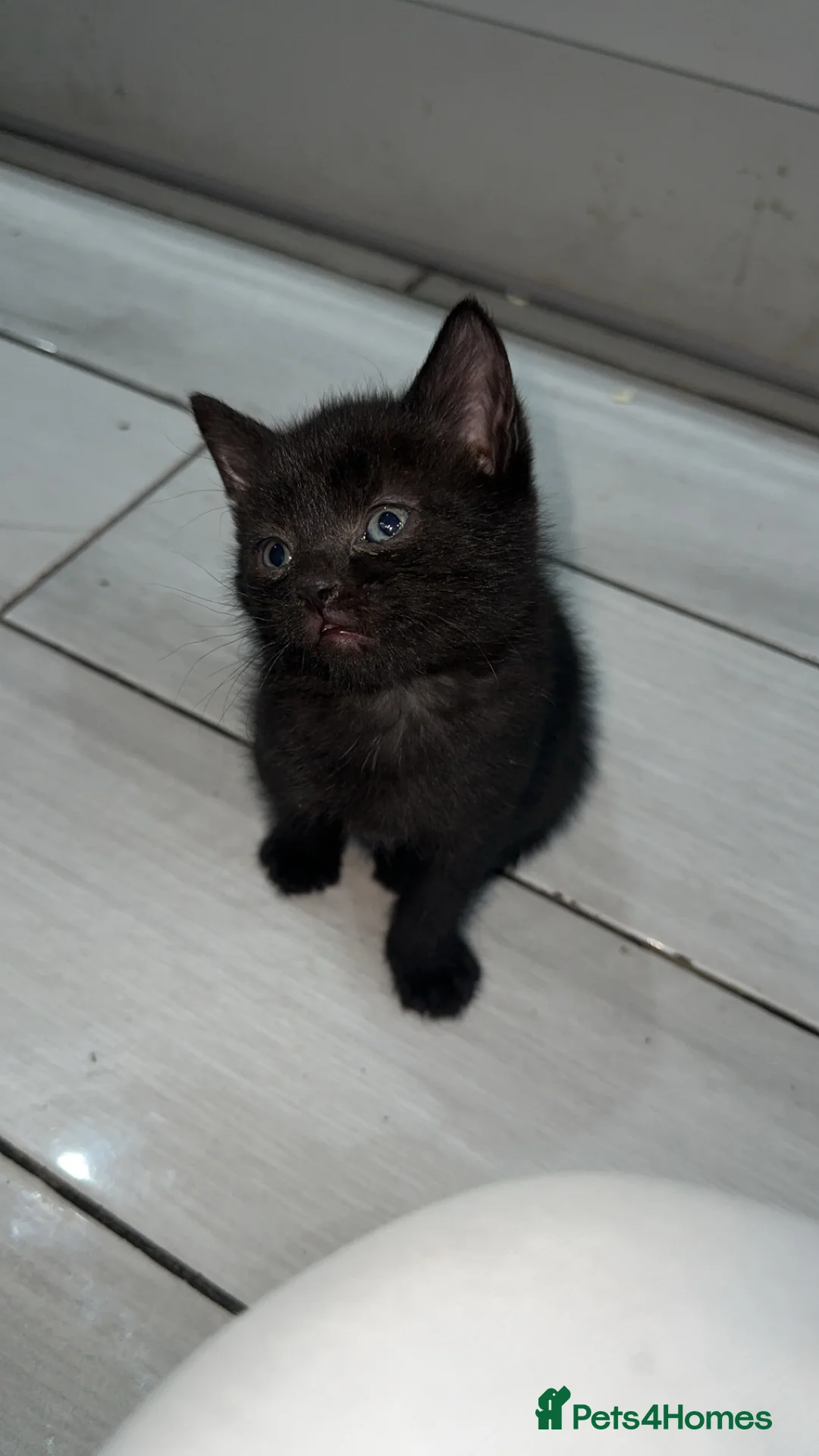 Domestic Shorthair cats for sale: Adorable tabby kittens and black kittens  - Advert 2