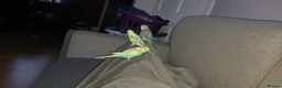 Budgerigars birds for sale: Baby budgies for sale - Advert 6