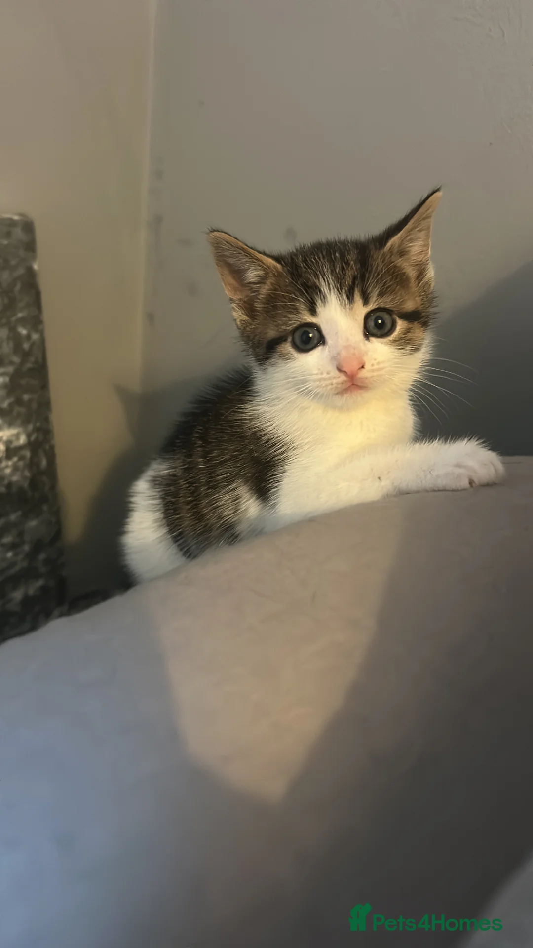 Mixed Breed cats for sale: Boy left of cat litter in Northampton - Advert 4