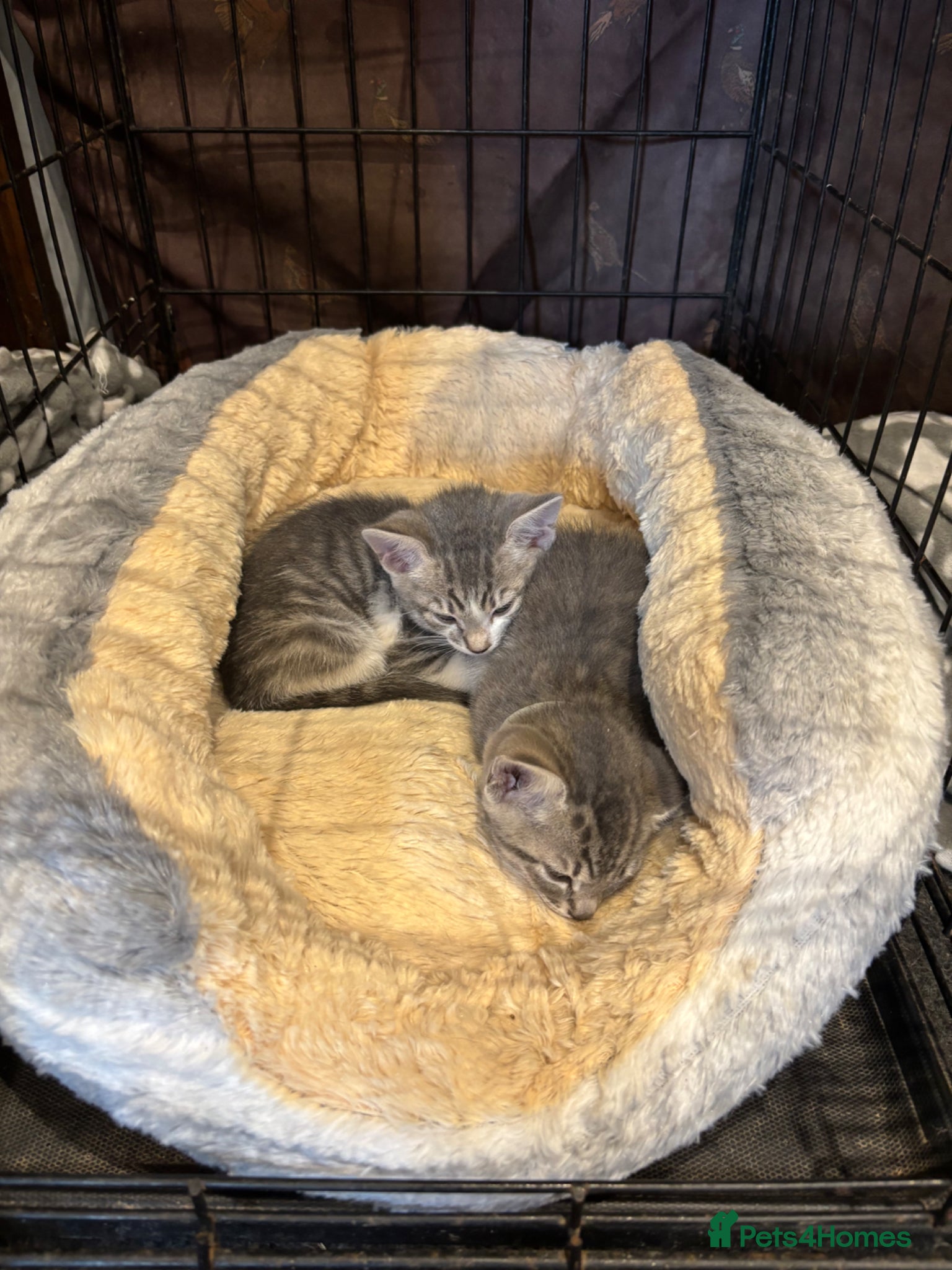 Mixed Breed cats for sale: Gorgeous Kittens Looking for 5* Forever Homes  - Advert 7