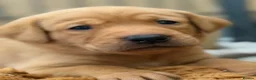 Labrador Retriever dogs for sale: Exceptional Labrador puppies  - Advert 11