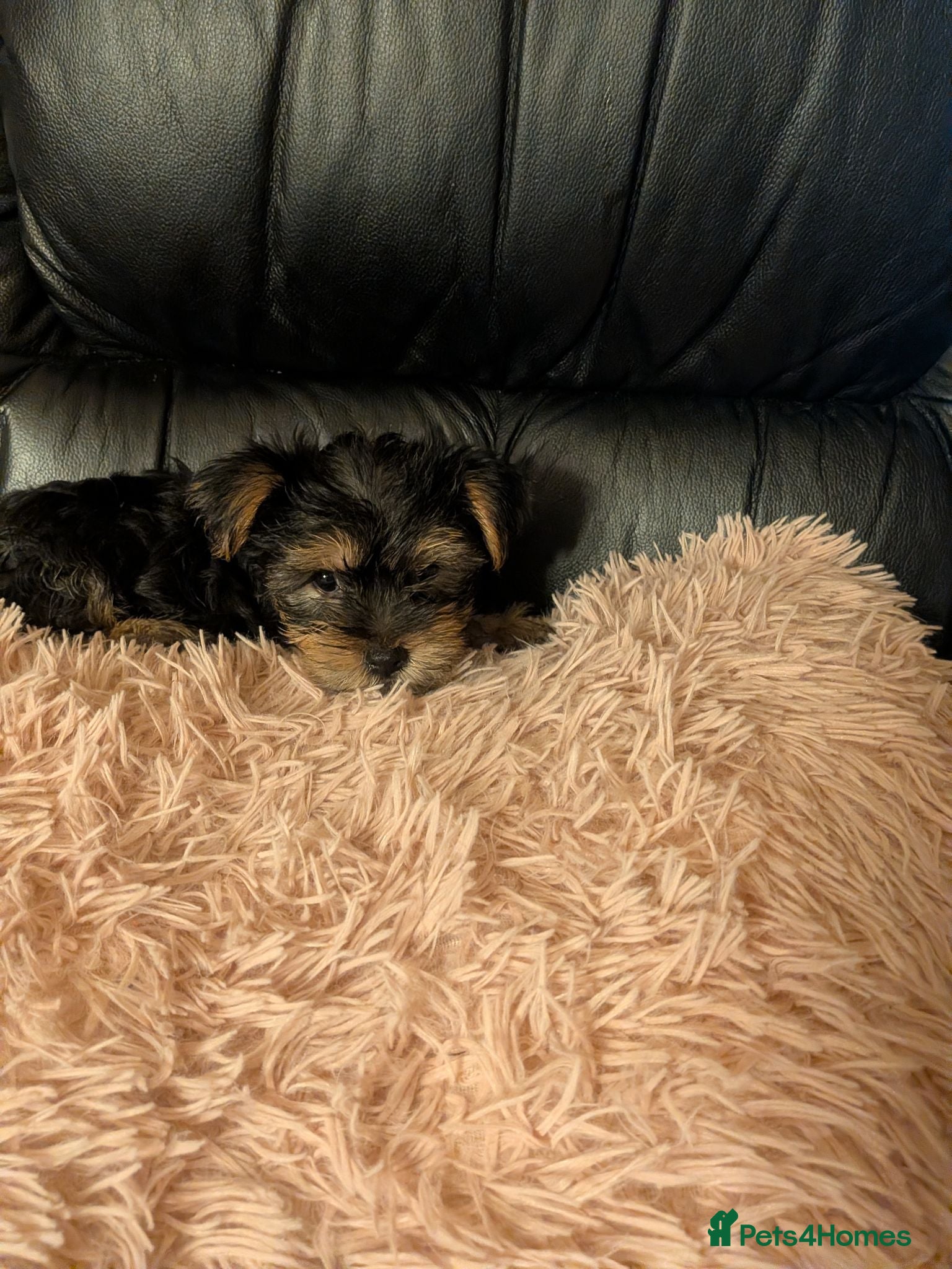 Chihuahua dogs Three small Yorkshire terriers for sale - Advert 2