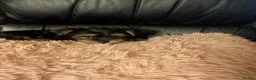 Chihuahua dogs for sale: Three small Yorkshire terriers for sale - Advert 20