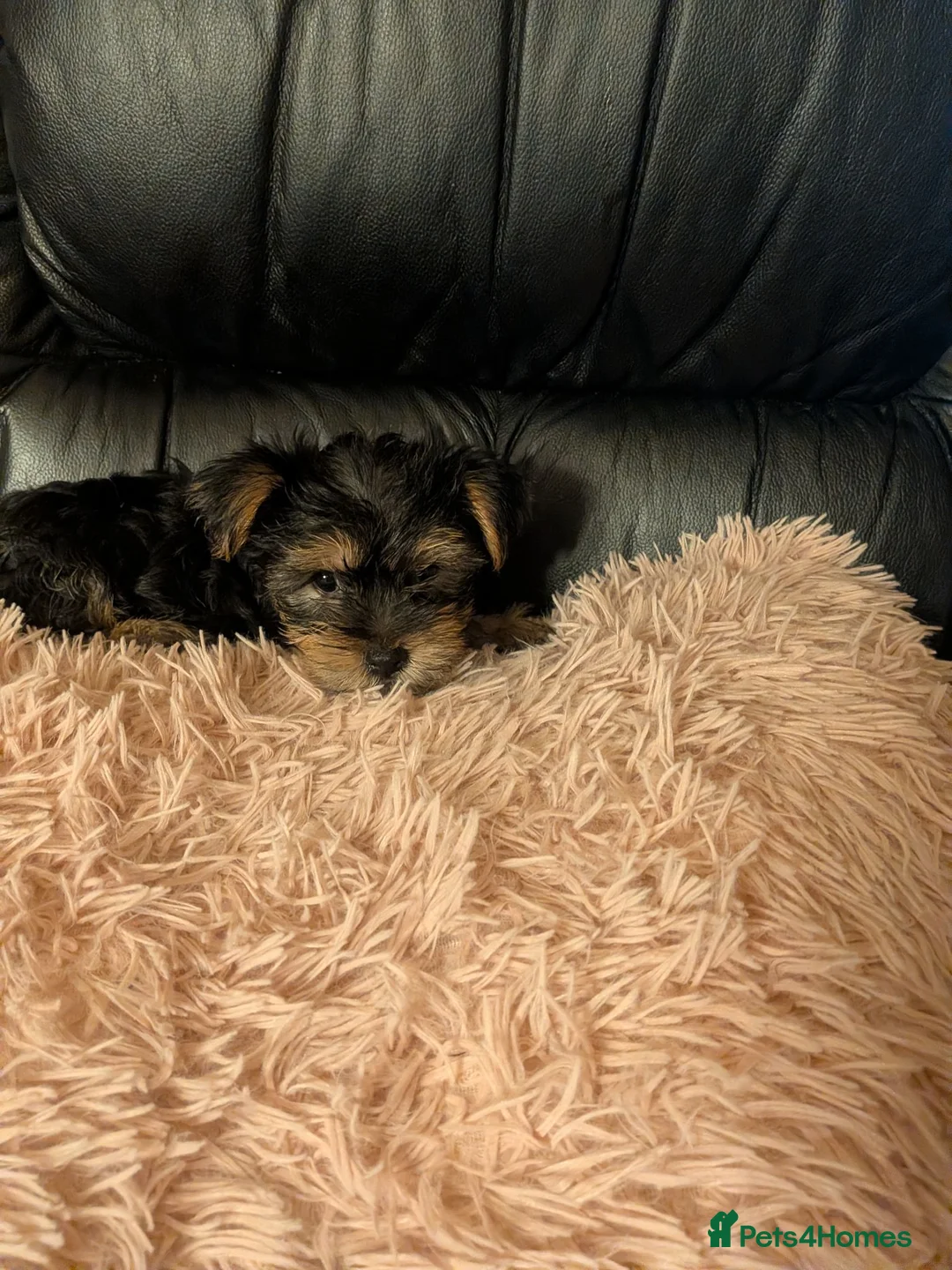 Chihuahua dogs for sale: Two small Yorkshire terriers for sale - Advert 1