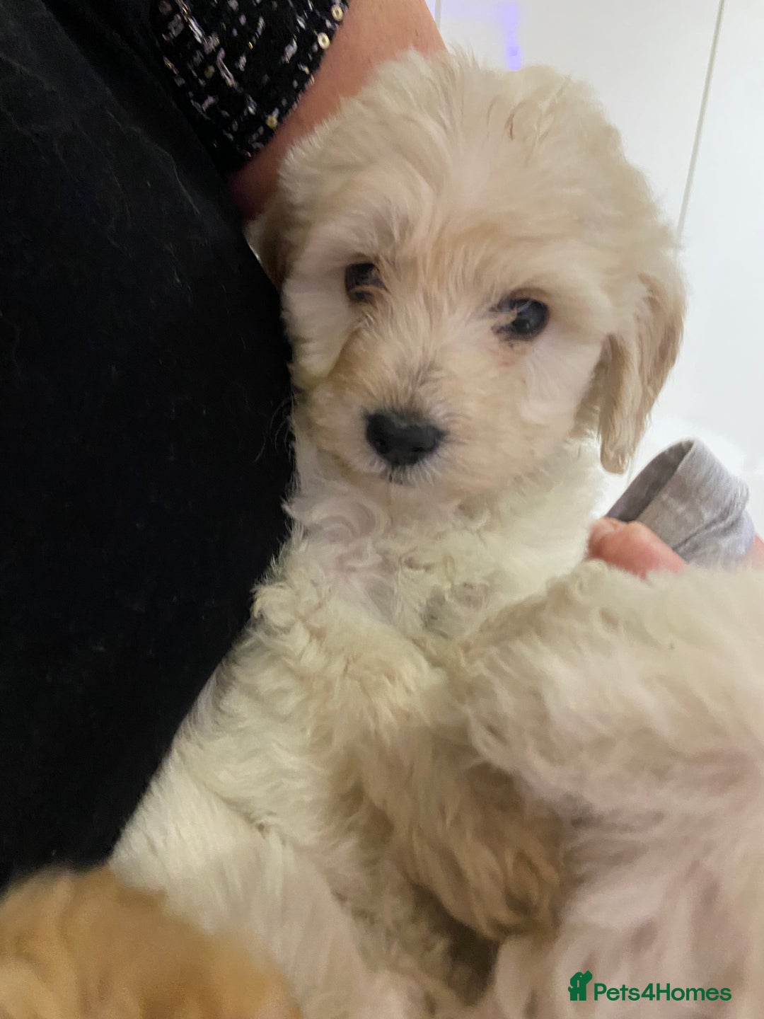 Cockapoo dogs for sale: Cockapoos for sale - Advert 3