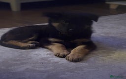 German Shepherd dogs for sale: German shepherd female  - Advert 10