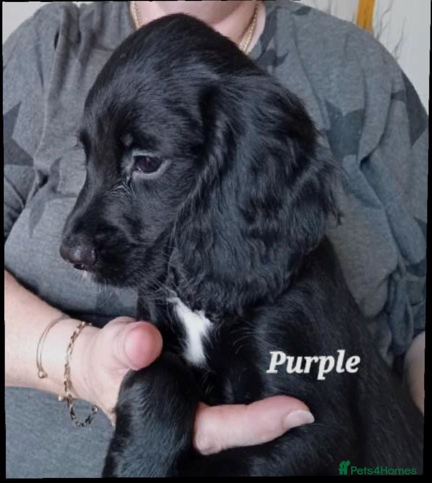 Sprocker dogs Beautiful Sprocker Puppies  - Advert 1