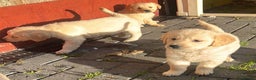 Golden Retriever dogs for sale: Chunky golden retriever pups - Advert 17