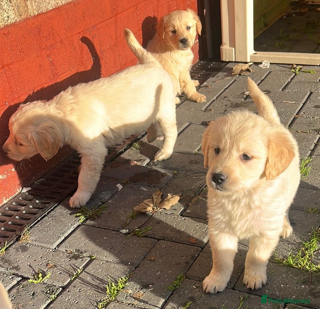 Golden Retriever dogs for sale: Chunky golden retriever pups - Advert 17