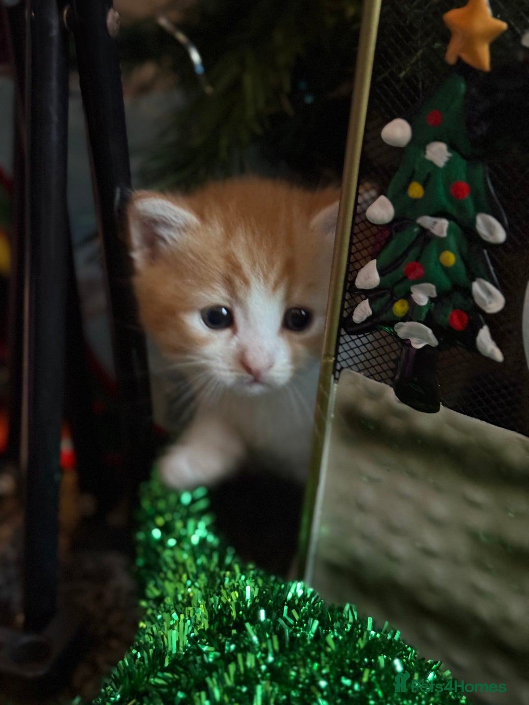 Mixed Breed cats for sale: 4 beautiful kitty’s for sale  - Advert 18