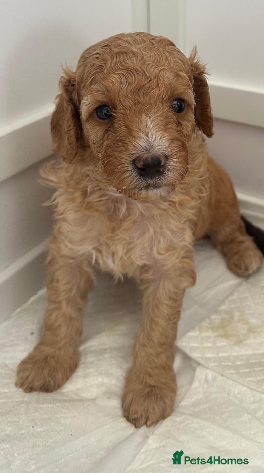 Cockapoo dogs for sale: Beautiful F2B Toy Cockapoo Puppies Ready 1st July  - Advert 10