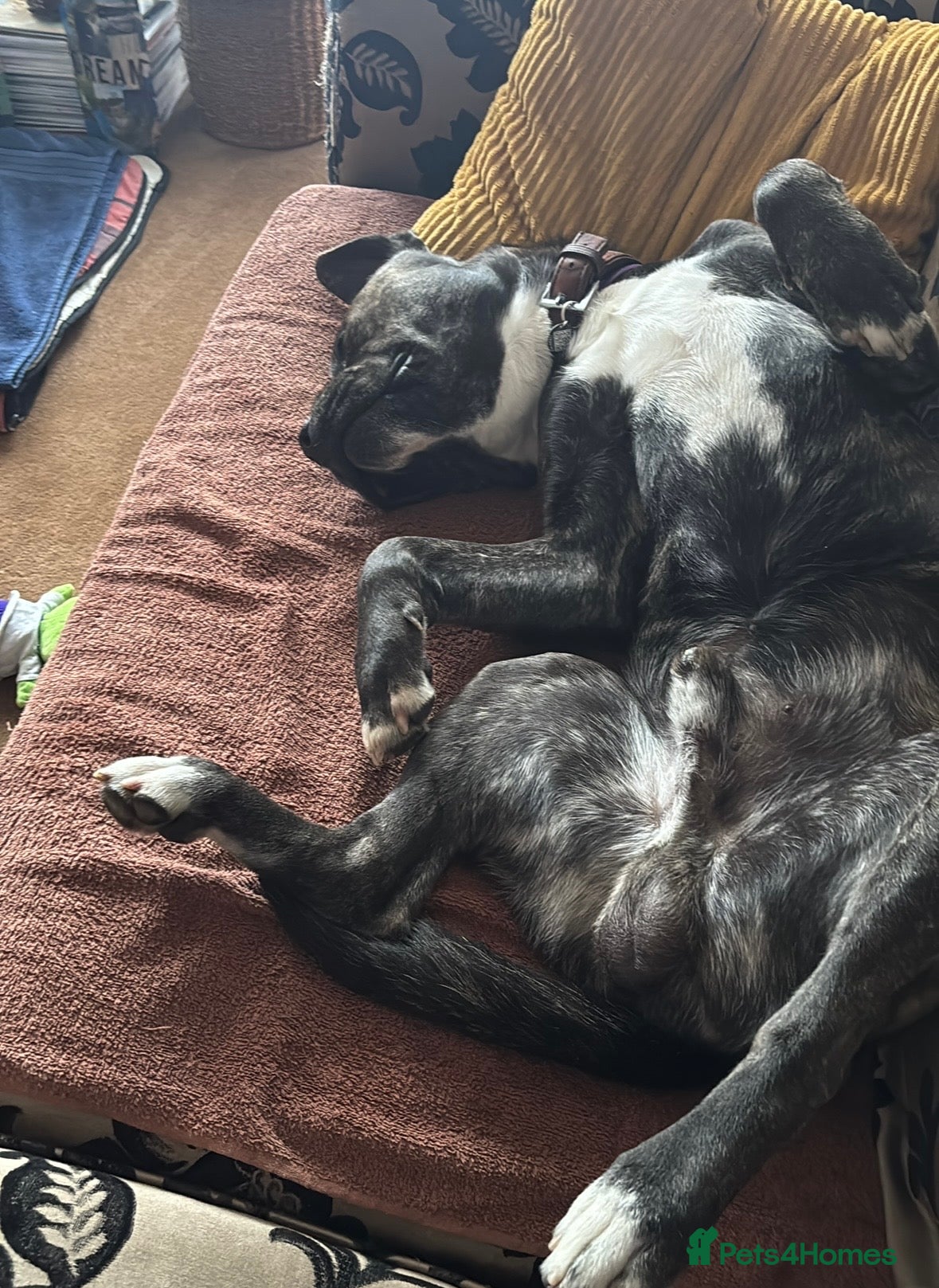Mixed Breed dogs for sale: Labrastaff  - Advert 3