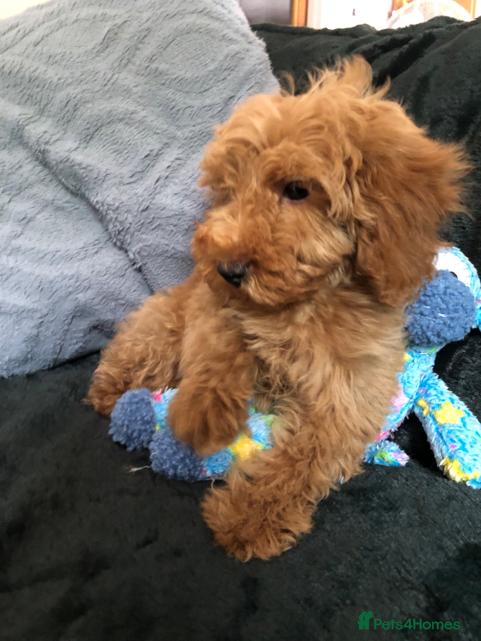 Cockapoo dogs cockapoo puppies for sale  - Advert 2