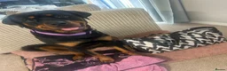 Rottweiler dogs for sale: Female Rottweiler 15 months old  - Advert 3