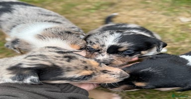 Mixed Breed dogs - Advert 2