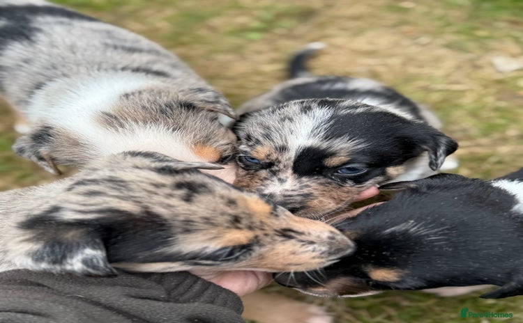 Mixed Breed dogs - Advert 2