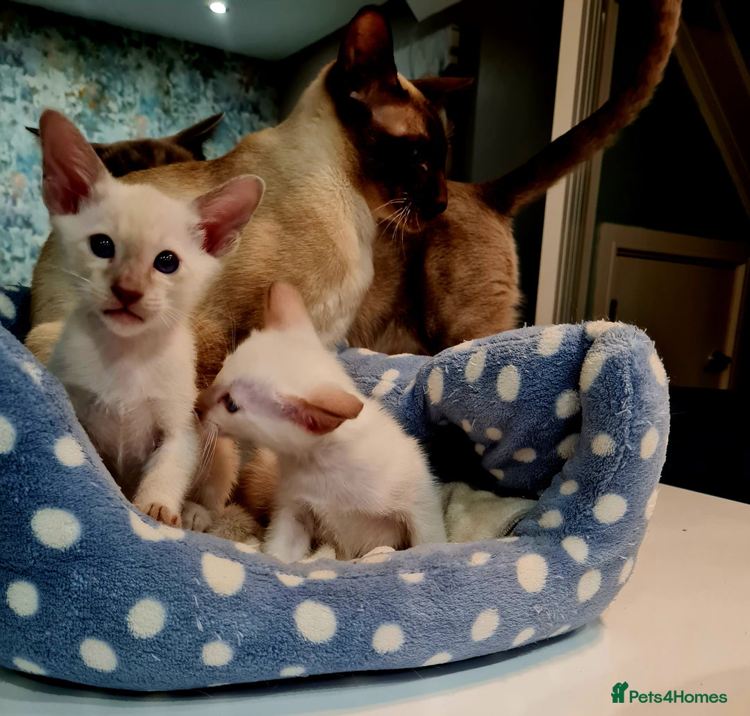 Siamese cats for sale: LAST ONE,  Gorgeous Bluepoint little boy. - Advert 13