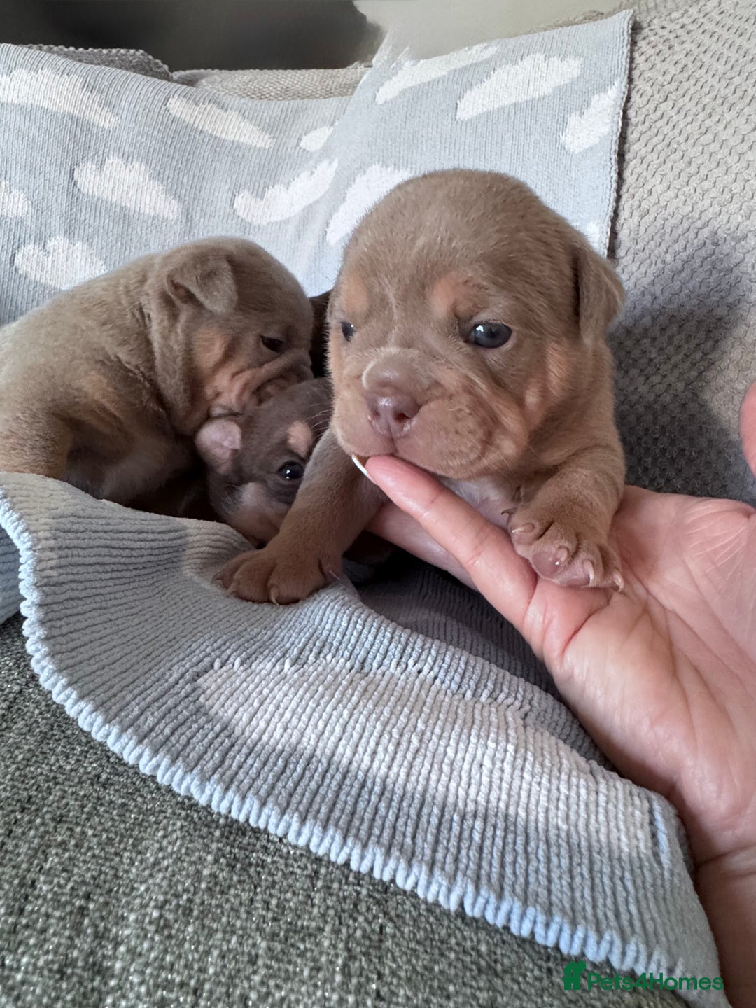 English Bulldog dogs for sale: Self Whelped Healthy English bulldog Babies❤️🤍 - Image 7