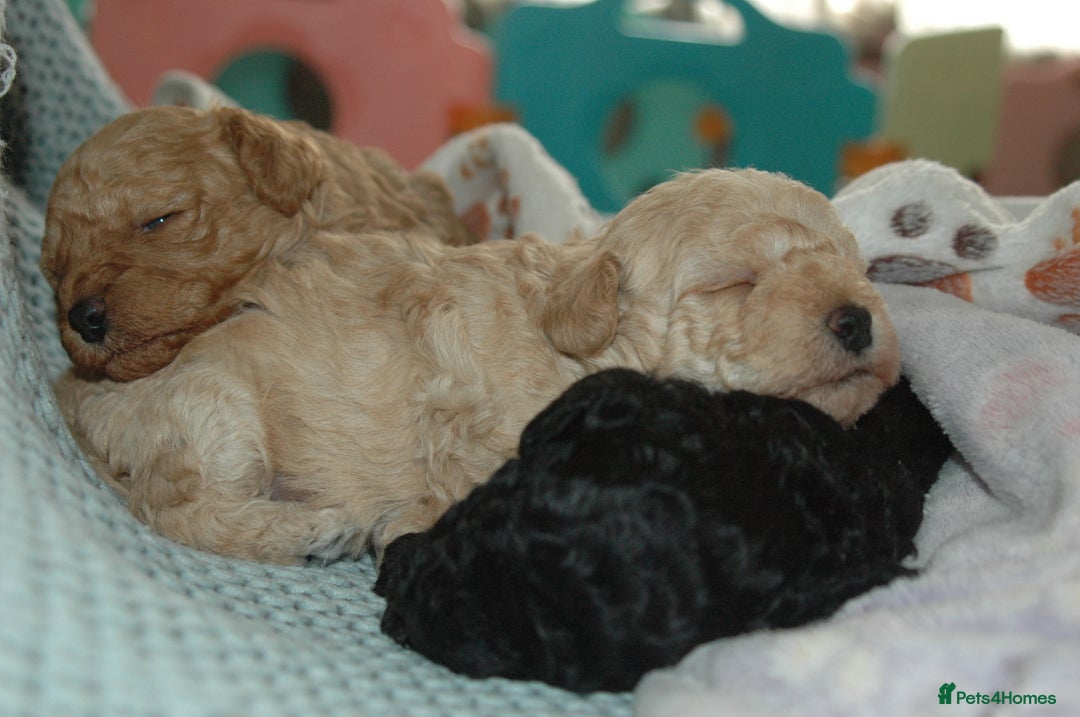 Toy Poodle dogs for sale: Toy Poodle  - Image 14