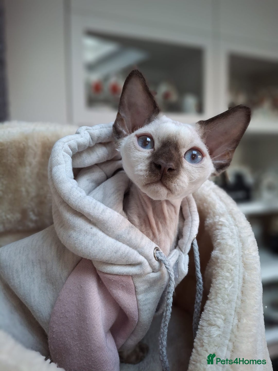 Devon Rex cats for sale: Nico boy with blue eyes - Image 2