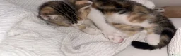 Mixed Breed cats for sale: Mixed Russian and bengal kittens  - Advert 3