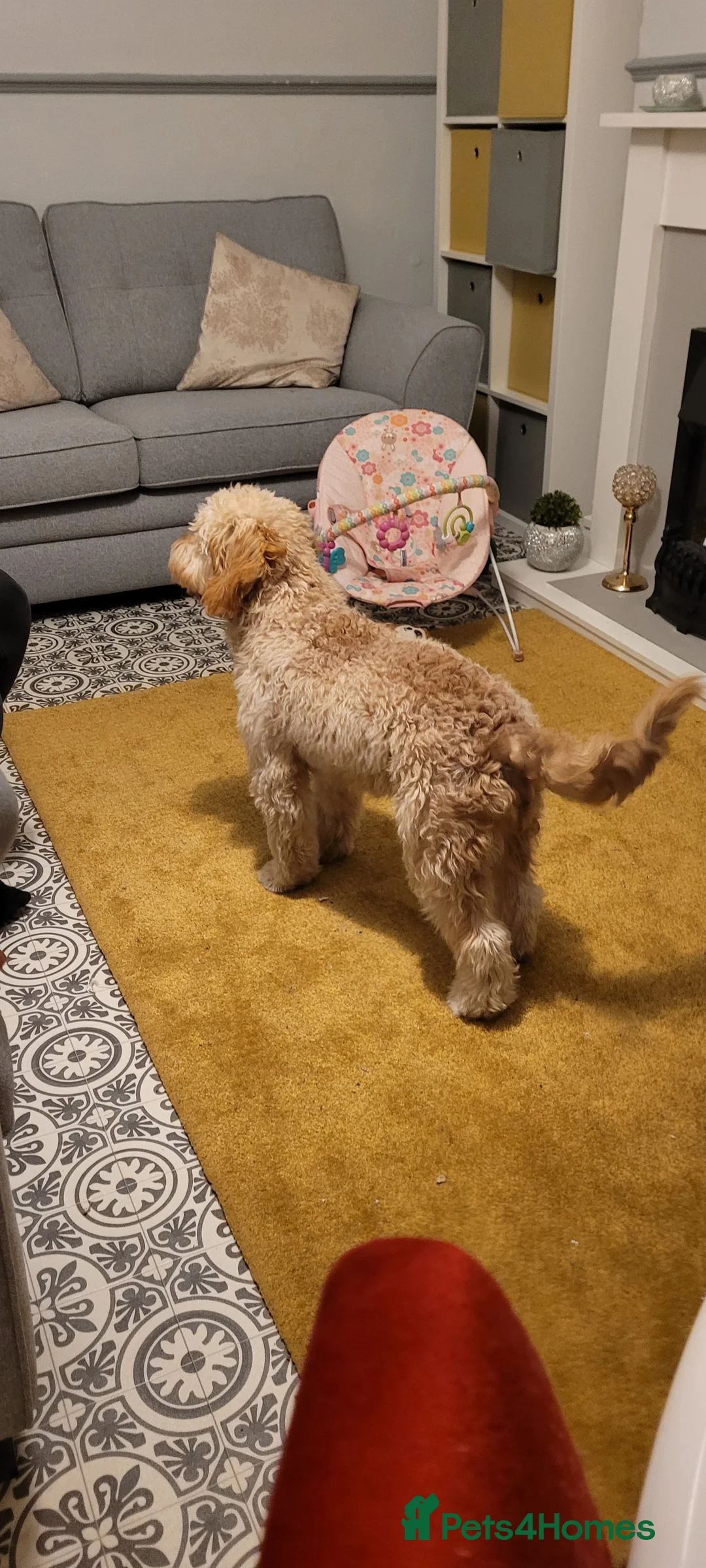 Cavapoo dogs for stud:  PROVEN F1 Cavapoo for stud in Birmingham - Advert 6