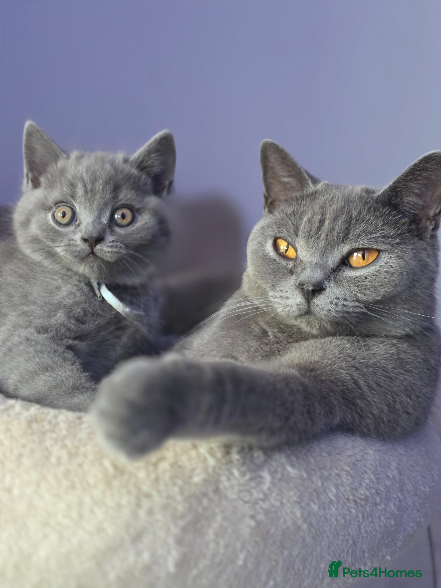 British Shorthair cats  Adorable British Shorthair Kittens - Advert 2