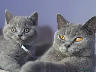 British Shorthair cats Adorable British Shorthair Kittens - Advert 2