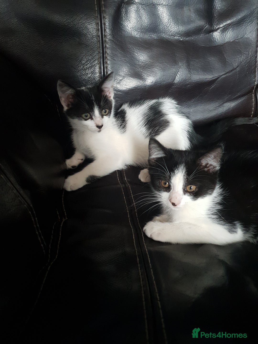 British Shorthair cats for sale: Beautiful kittens for sale  - Image 17