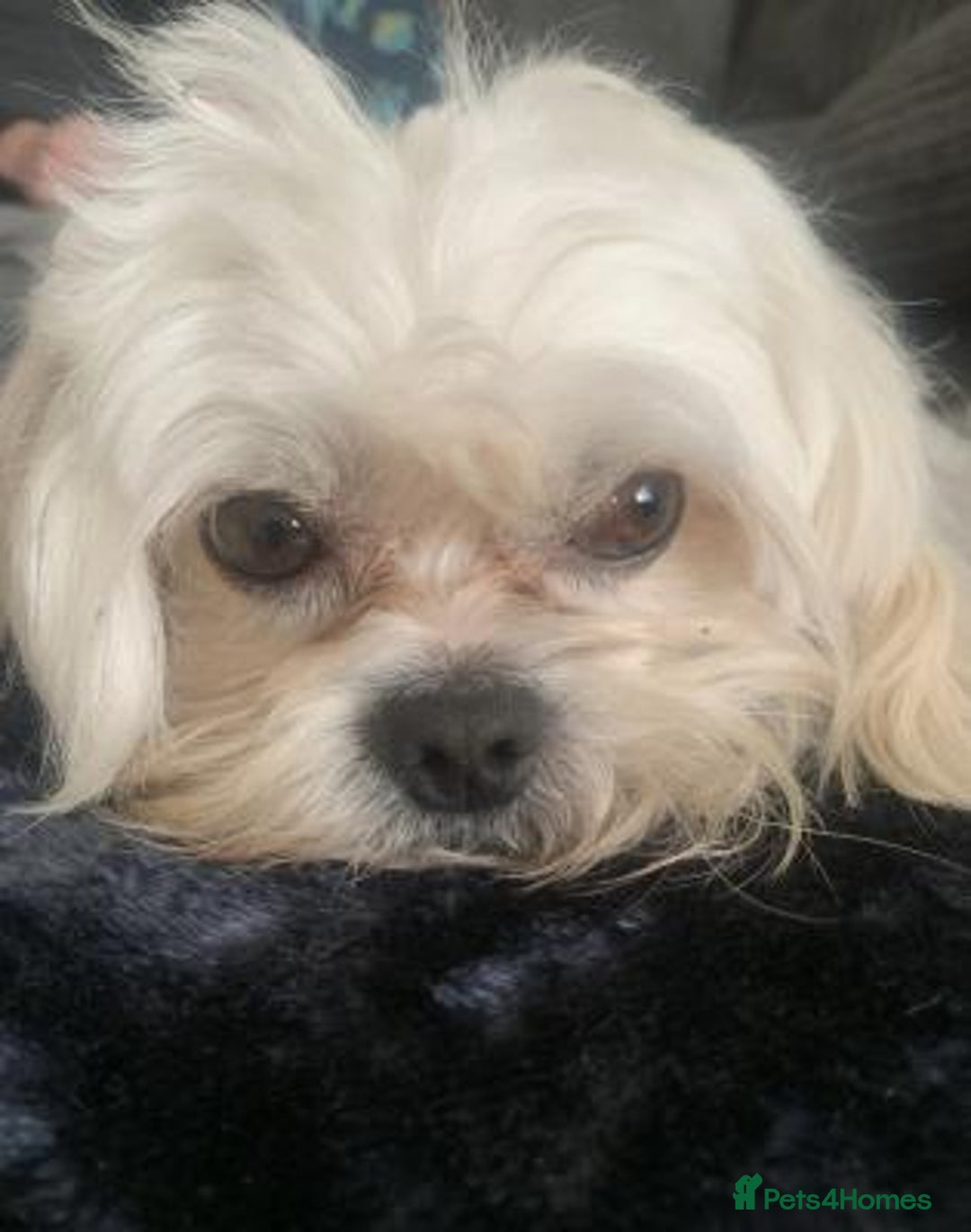 Maltese dogs for sale: Outstanding maltese - Advert 2