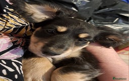 Miniature Dachshund dogs for sale: Just a boy longer coated, healthy Mini Dachshund - Image 22