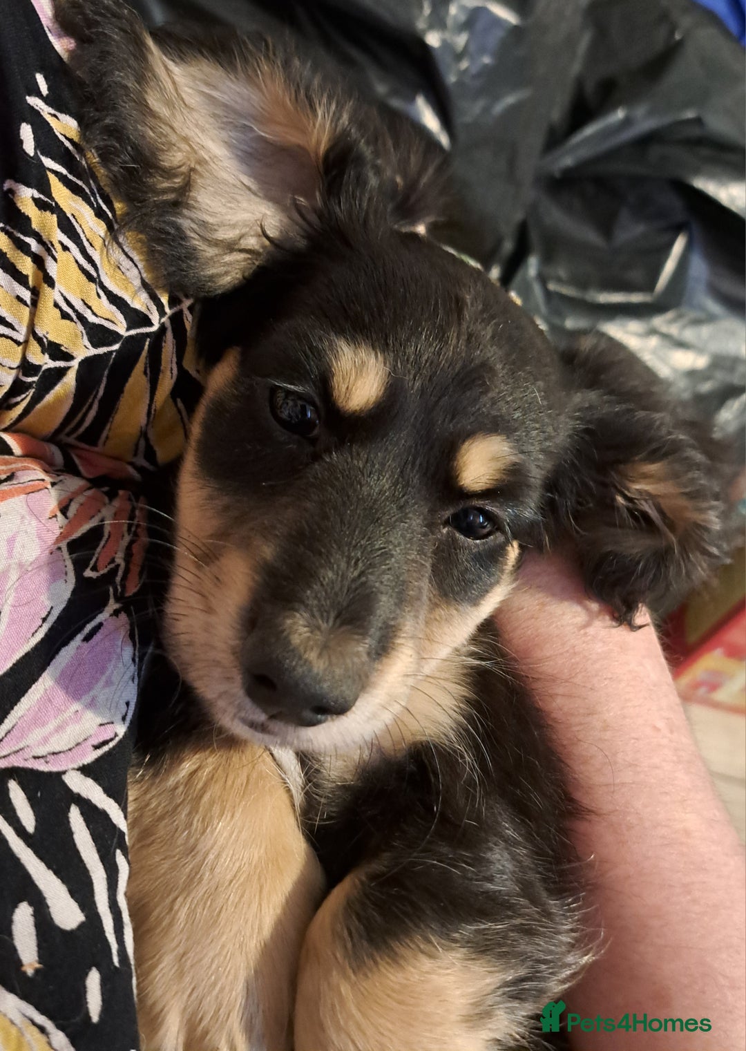 Miniature Dachshund dogs for sale: Just a boy longer coated, healthy Mini Dachshund - Image 22