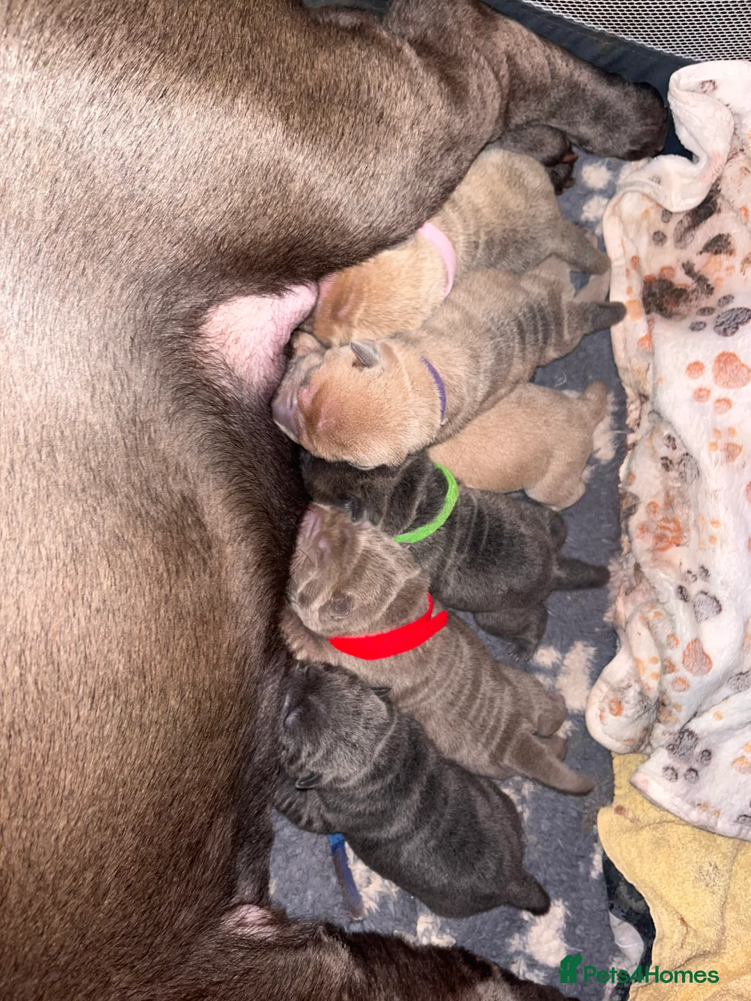 Shar Pei dogs for sale: Shar Pei Dilute puppies  - Advert 19