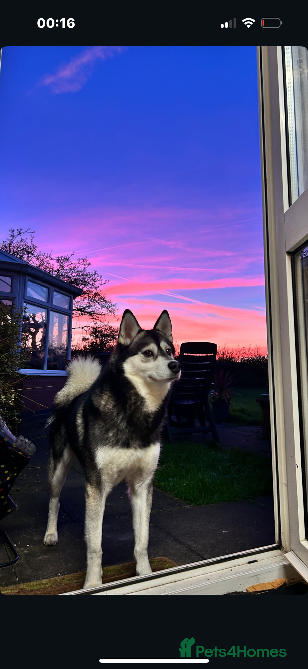 Mixed Breed dogs for sale: ❄️ Frenchski Sisters Looking for Loving families  - Advert 3