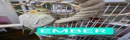 Cockatiels birds for sale: 8 week old female cockatiels - Advert 10