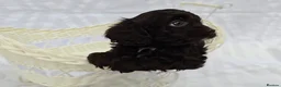 Cavapoo dogs for sale: Miniature rich chocolate & tan Cavapoo puppies  - Advert 36