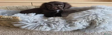 Chocolate Male 