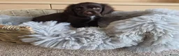 Cocker Spaniel dogs for sale: Working type Cocker spaniels- ready to leave now! - Advert 4