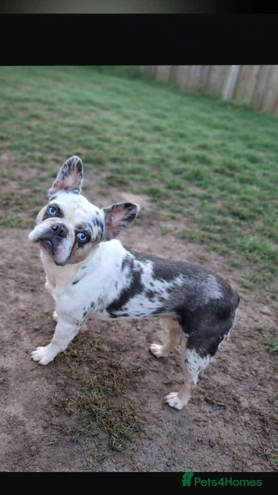 French Bulldog dogs for stud: Koi frenchie carrying fluffy and rojo - Advert 7