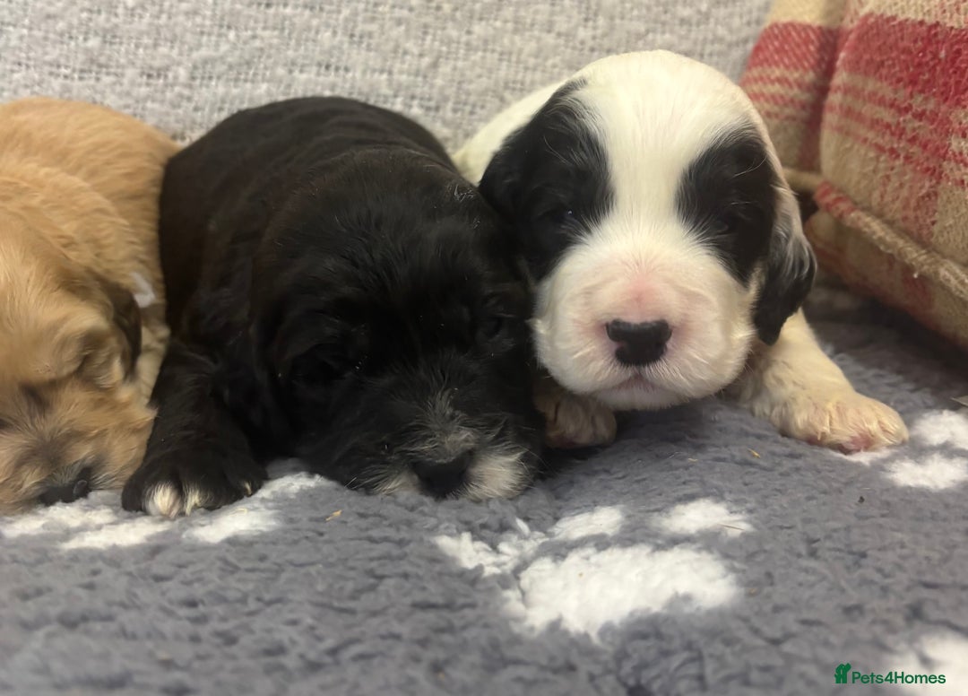 Cockapoo dogs for sale: Stunning F1 Cockapoos - Show H/Tested KC Parents!! - Advert 9