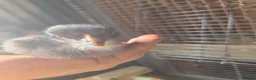 Mixed Breed poultry for sale: Fertile hatching Quail and chicken eggs in Swansea - Advert 3