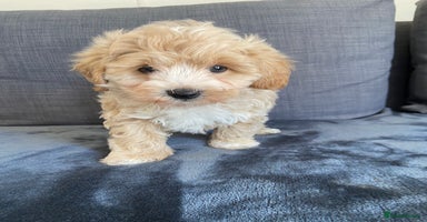 Maltipoo dogs - Advert 10