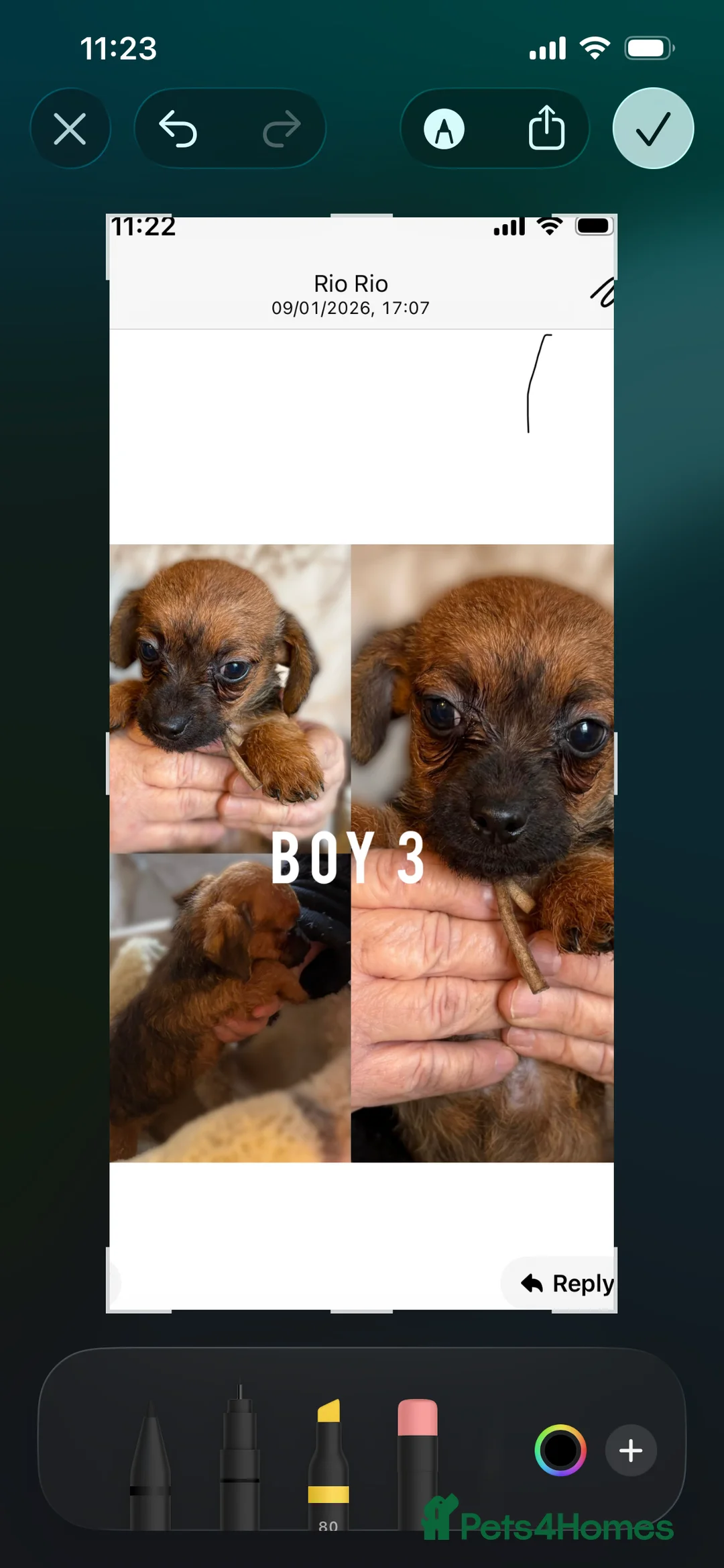 Jackapoo dogs for sale: Jackapoo puppies - Advert 2