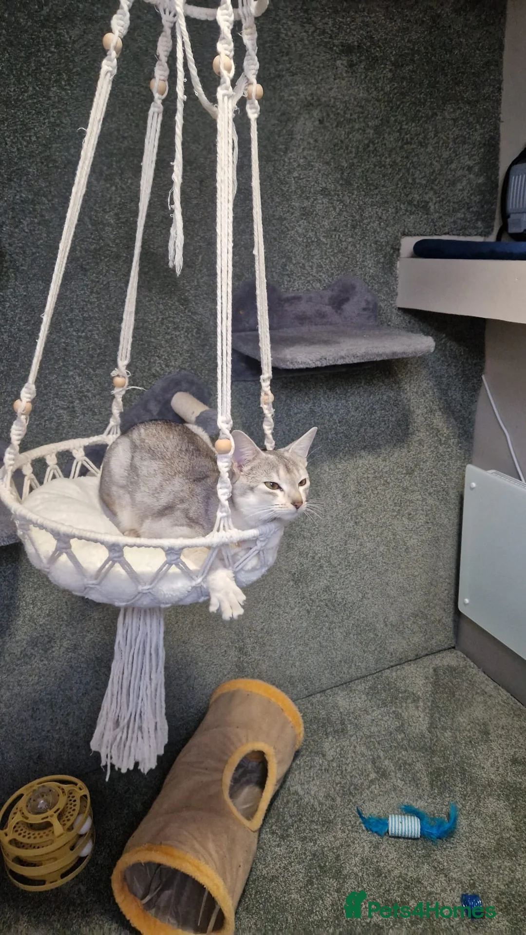 Abyssinian cats for stud: Pure Silver Abyssinian Stud  - Advert 4