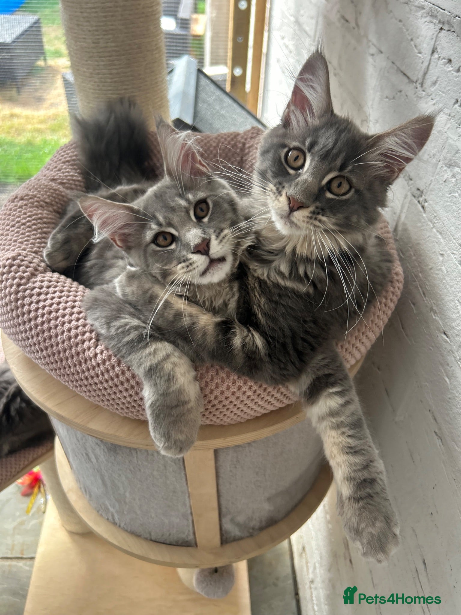 Maine Coon cats Massive Maine Coon Kittens TICA Registered - Advert 1